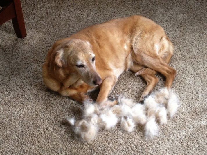 Do dogs shed fashion