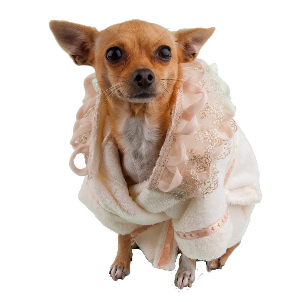 Chihuahua bathrobe clearance