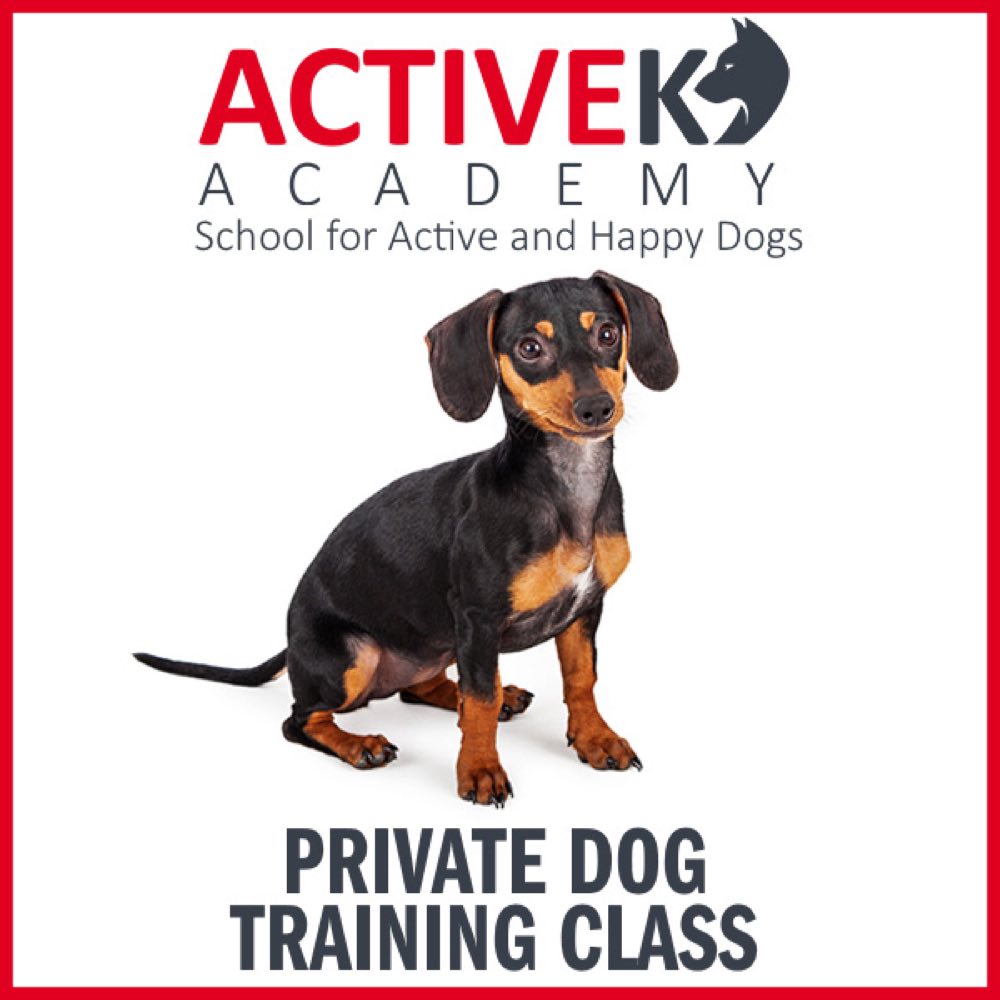 K9 puppy training sales classes