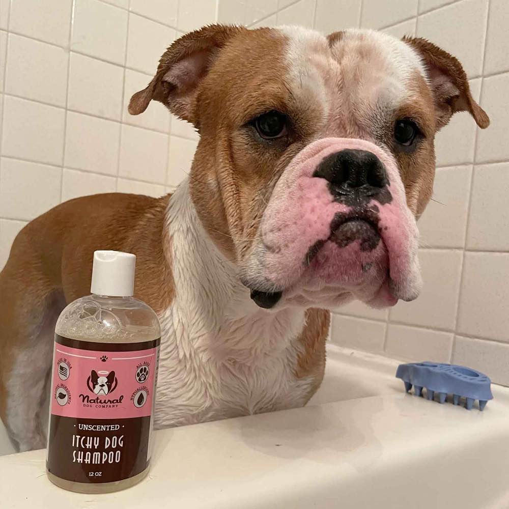 Unscented hotsell dog shampoo