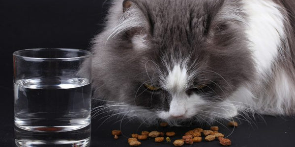 Choosing The Best Cat Food