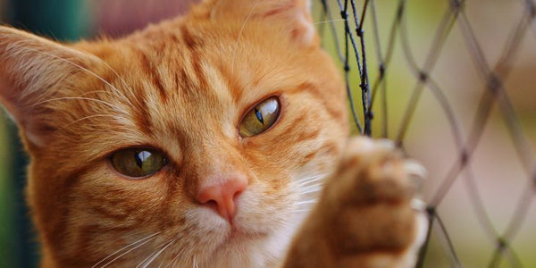 5 Common Cat Health Problems