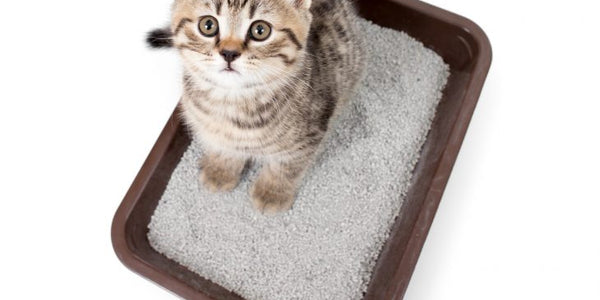 Choosing the Right Cat Litter for Your Furry Feline Friend