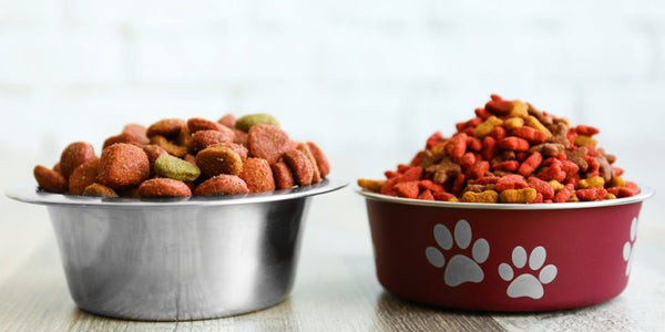 How to Choose the Best Dog Food