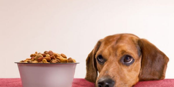 Dealing With A Picky Dog