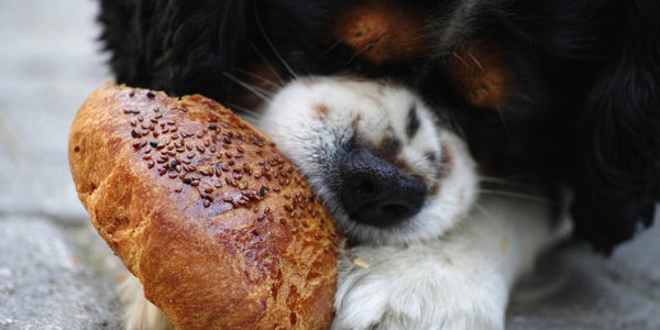 12 Superfoods For Dogs