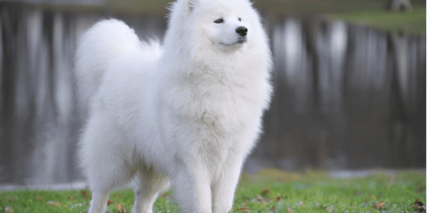 10 Most Expensive Dog Breeds In The World