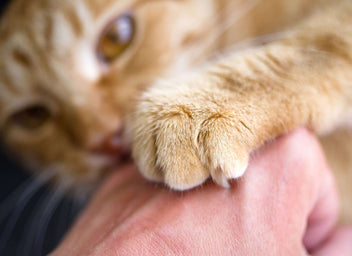 Cat Nail Biting, Chewing & Pulling — Should You Be Concerned?