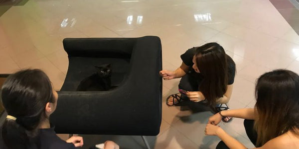 Insights: NUS Cat Cafe