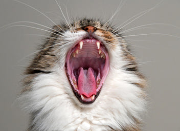 Dental Care For Cats —  Do You Need To Brush Your Cat’s Teeth?