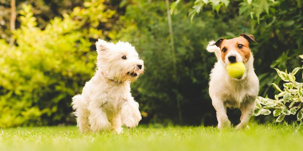 A Guide to Proper Singapore Dog Run Etiquette