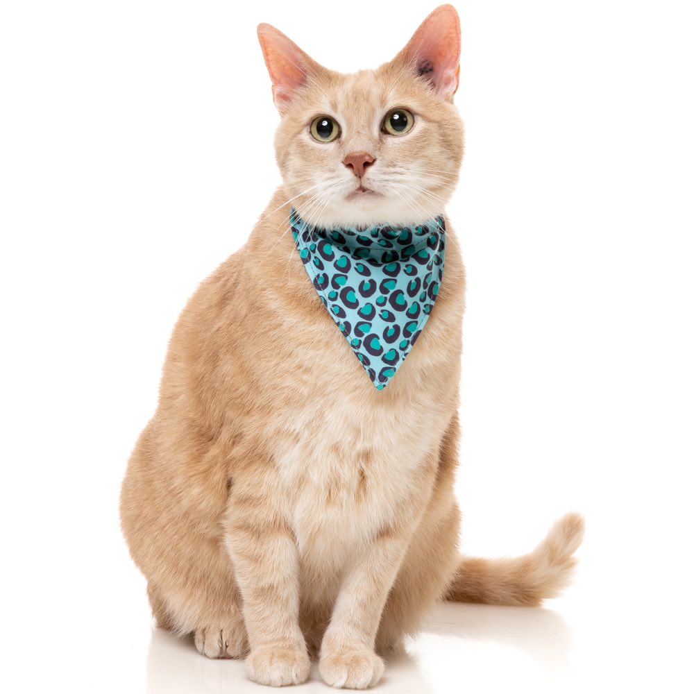 15% OFF: FuzzYard Cat Collar, Bandana & Bowtie Fashion Pack (Wild One Aqua)