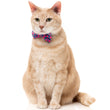 15% OFF: FuzzYard Cat Collar, Bandana & Bowtie Fashion Pack (Wild One Bubblegum)