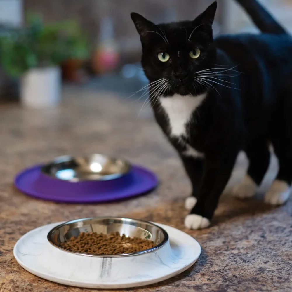 Messy Cats Single Silicone Feeder With Stainless Steel Cat Bowl (Purple)