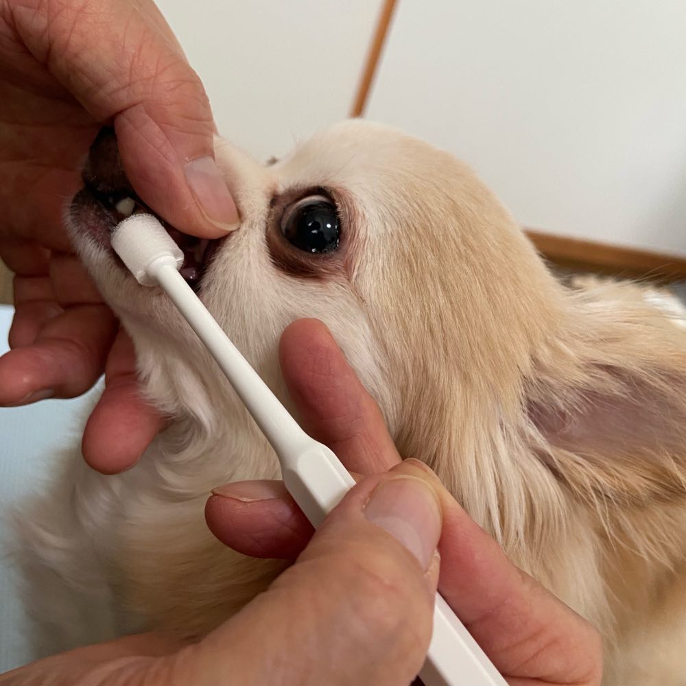 Mind Up Kenko Care Toothbrush Slim Cylinder Head For Dogs