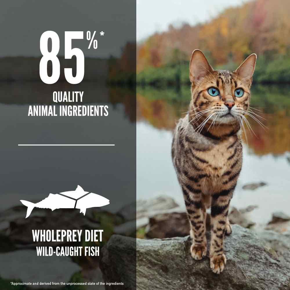 ORIJEN Freeze-Dried Infused Six Fish Grain-Free Dry Cat Food