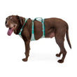 Ruffwear Flagline Lightweight No-Pull Handled Dog Harness (Sage Green)