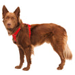 Ruffwear Front Range No-Pull Everyday Dog Harness (Red Canyon)