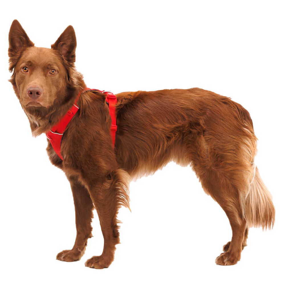 Ruffwear Front Range No-Pull Everyday Dog Harness (Red Canyon)