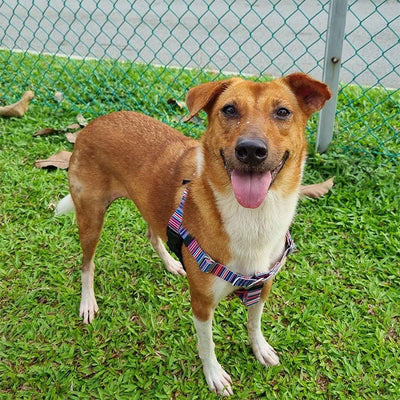 Singapore Special Dog: A Unique And Fascinating Dog Breed