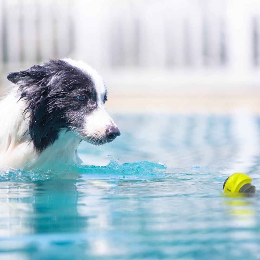 SkipDawg Whistling Ball Dog Toy