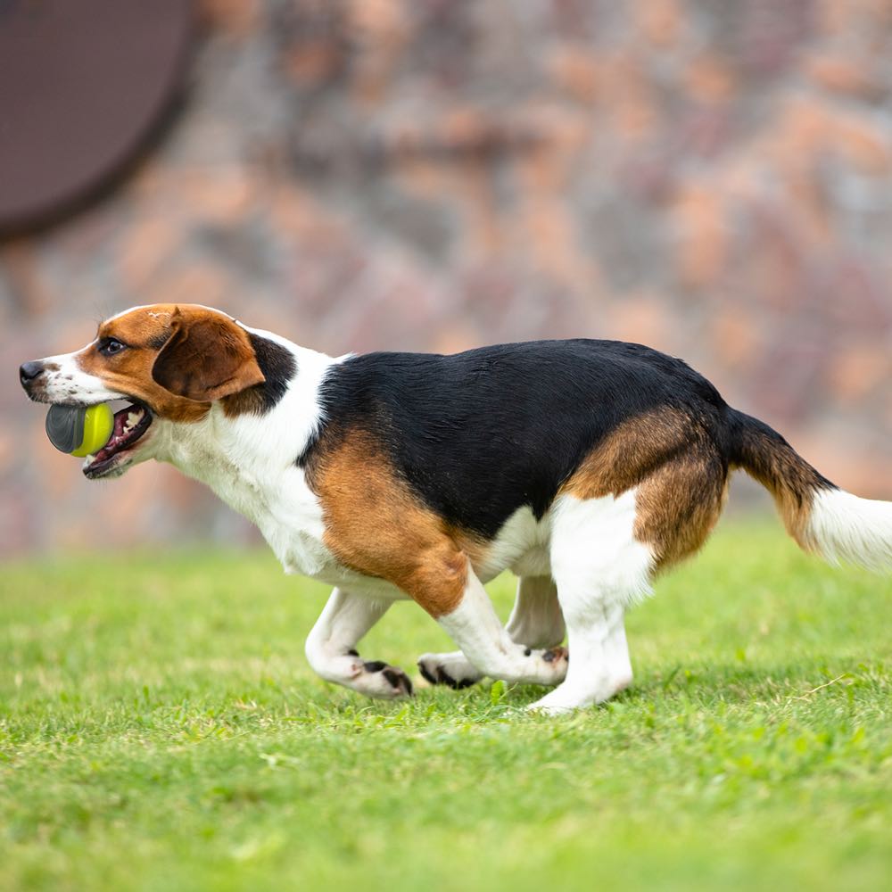 SkipDawg Whistling Ball Dog Toy