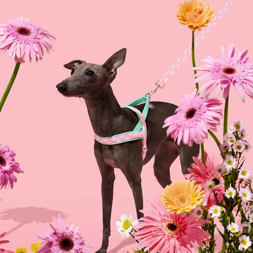 VETRESKA Flora Dog Harness & Leash Set