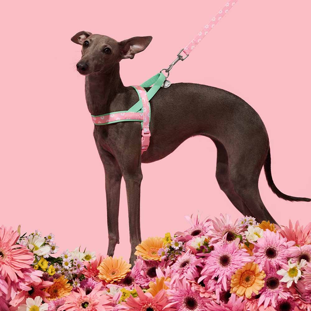 VETRESKA Flora Dog Harness & Leash Set