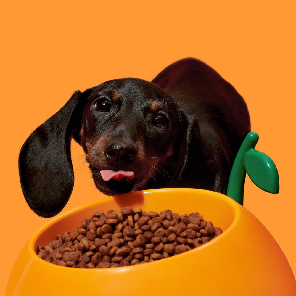 VETRESKA Juicy Tangerine Bowl, Mat & Spoon Set For Cats & Dogs