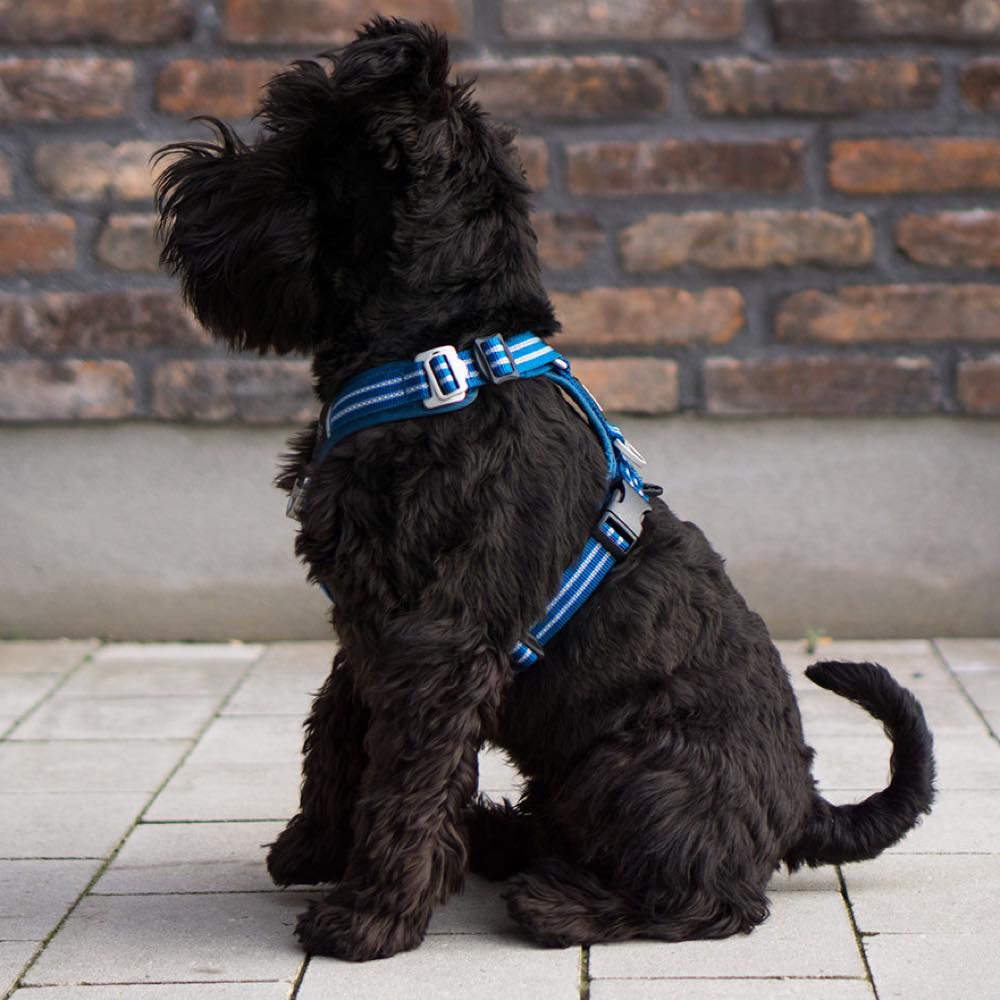 Dog copenhagen air harness sale