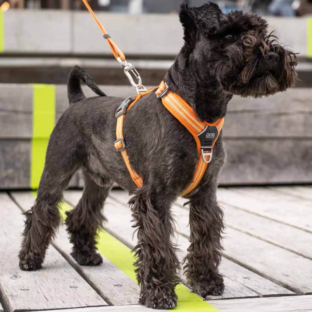 DOG Copenhagen Comfort Walk Air Dog Harness (Black) | Kohepets