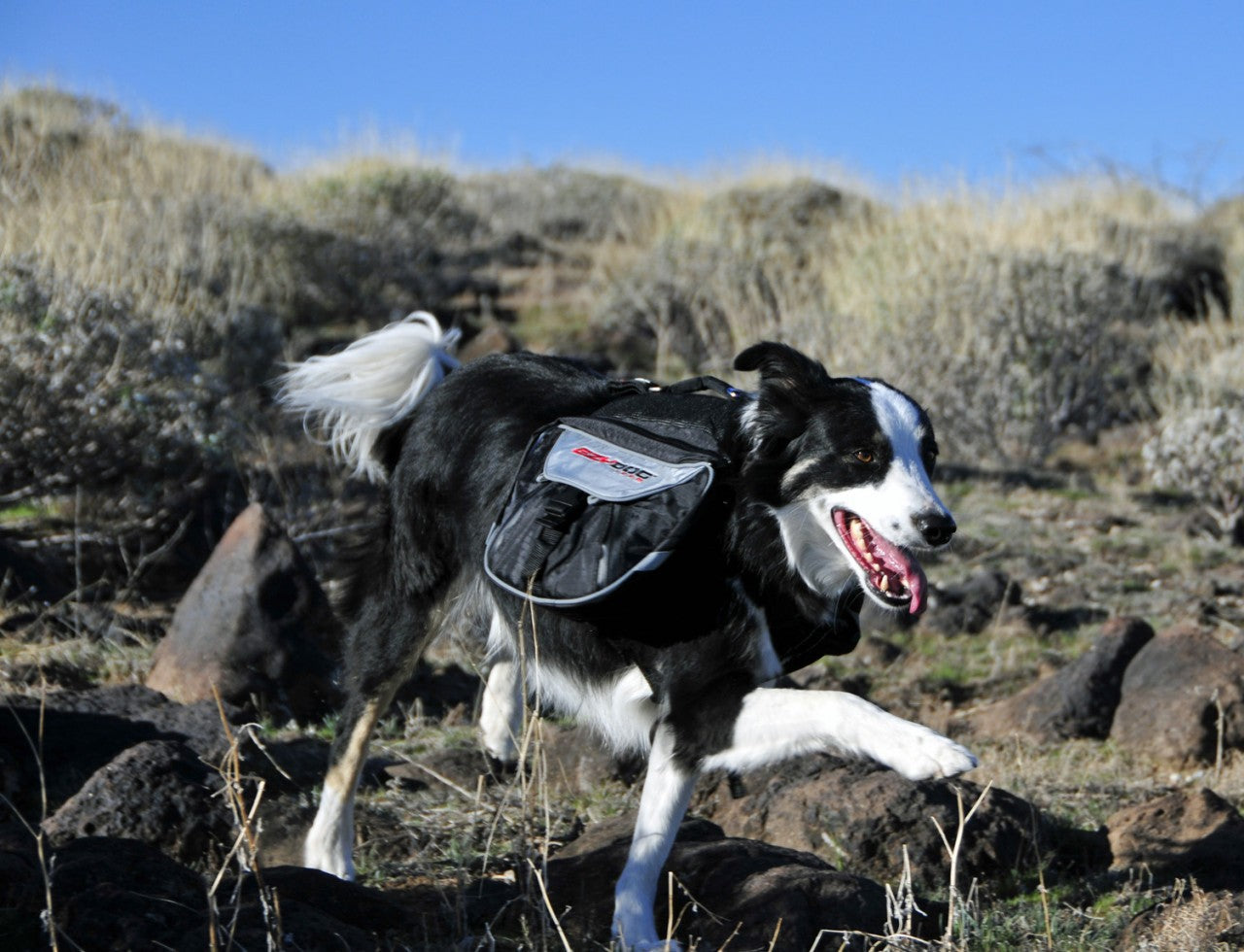 EzyDog Summit Backpack Kohepets