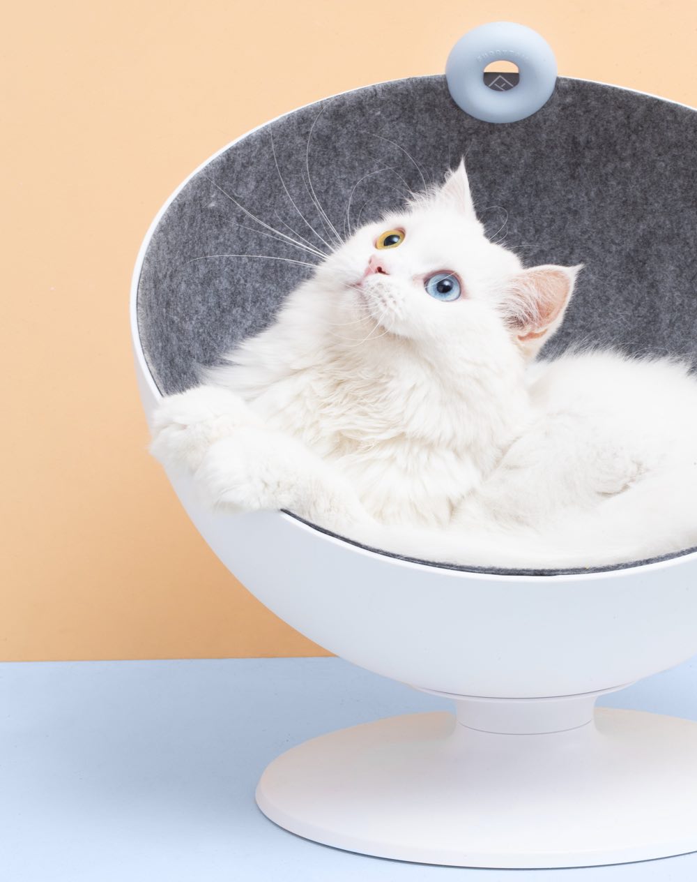 Elegant cat outlet bed