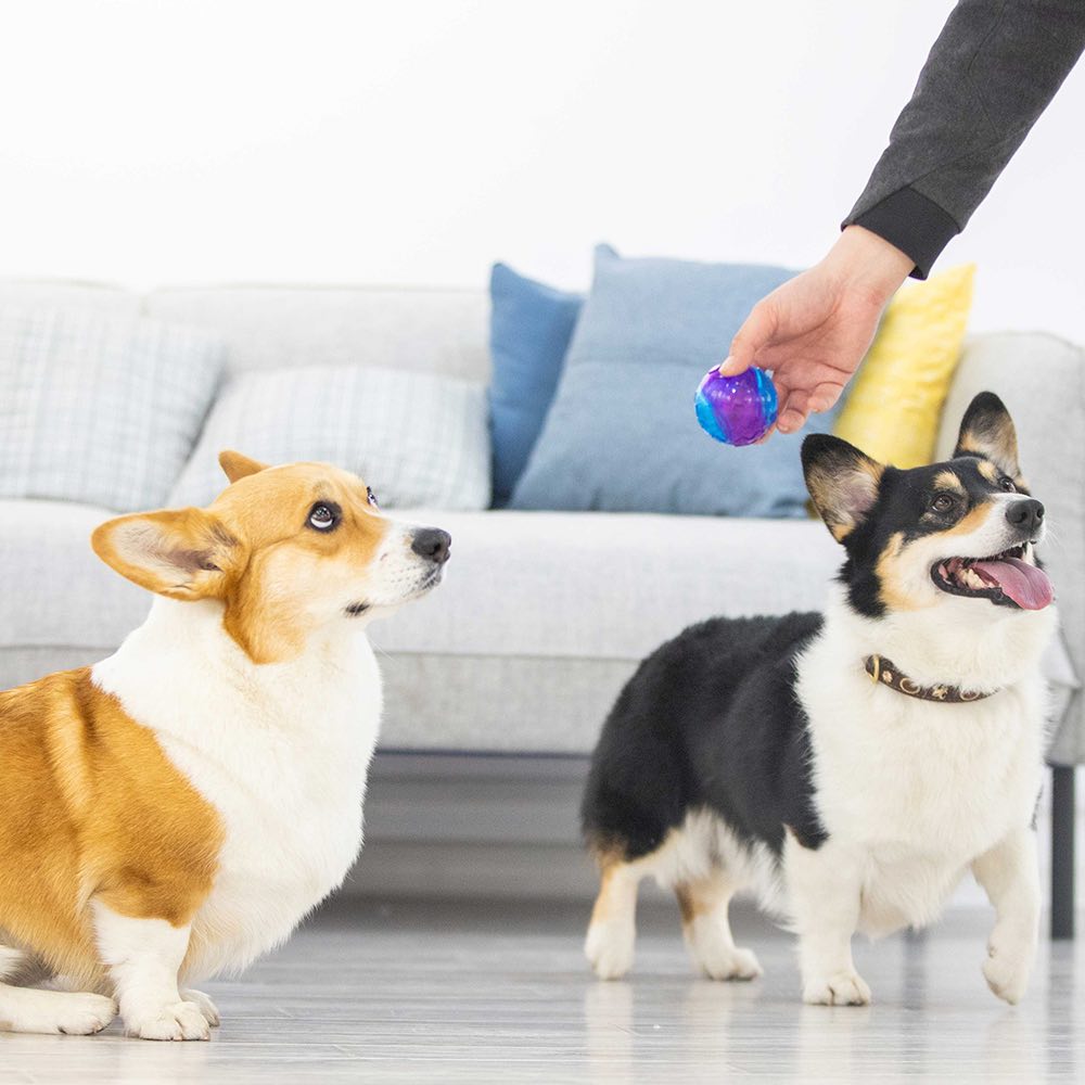 GiGwi Squeaky Ball Dog Toy Purple Blue Kohepets