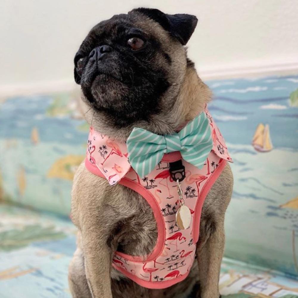 Dog shirt outlet harness