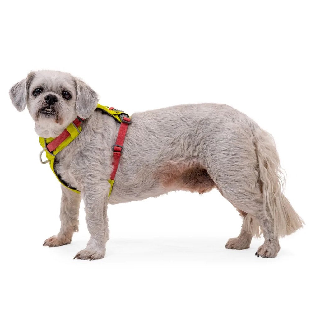 Ruffwear Hi Light Lightweight Low Profile Dog Harness Lichen